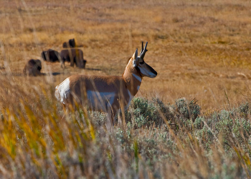 an alert Pronghorn antelope