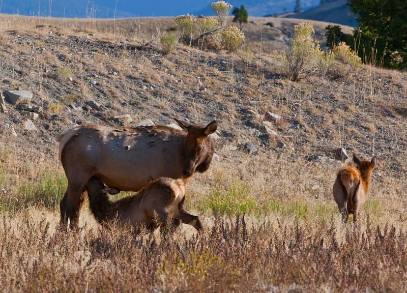 an elk cow feeding her calf