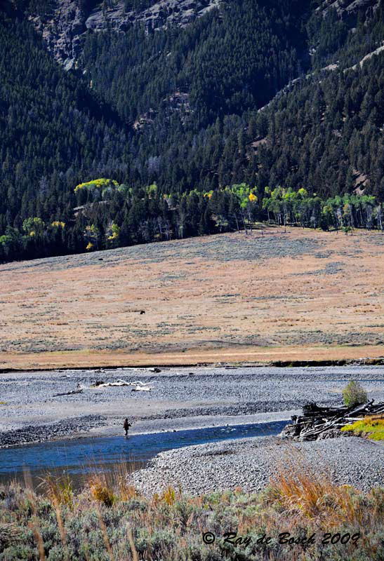 Lone fly fisherman and with bison in the background