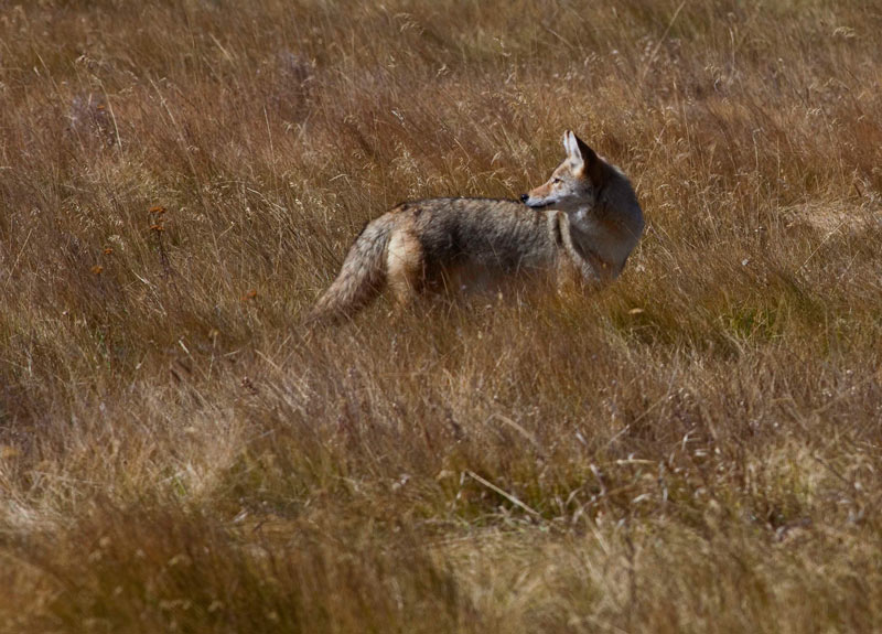 a coyote hunting in Lamar Valley