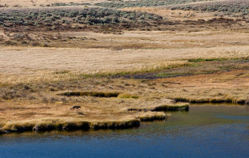 Coyote on a trail