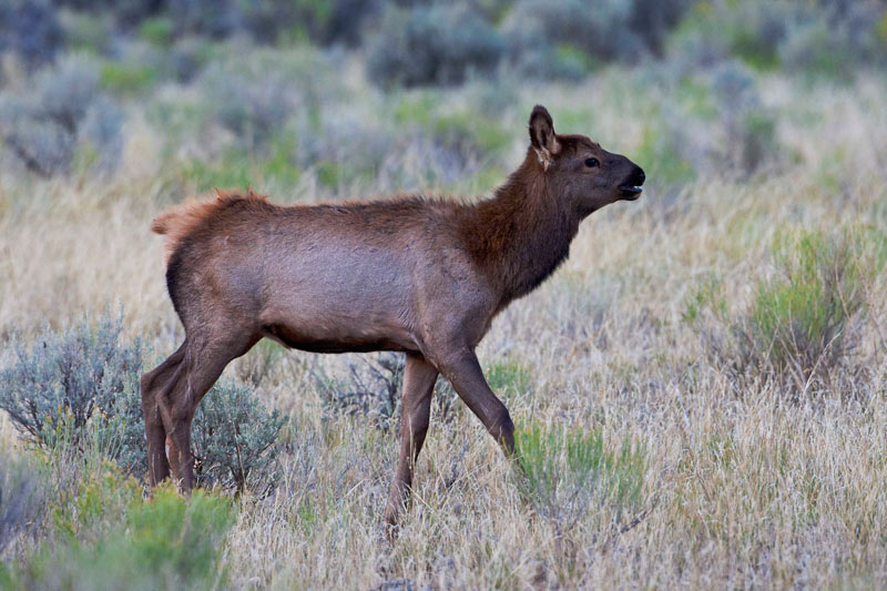 an elk calf