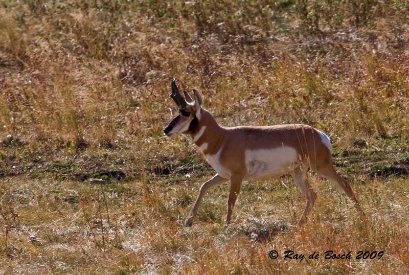 a lone pronghorn in the valley