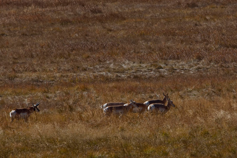 a male pronghorn driving his herd