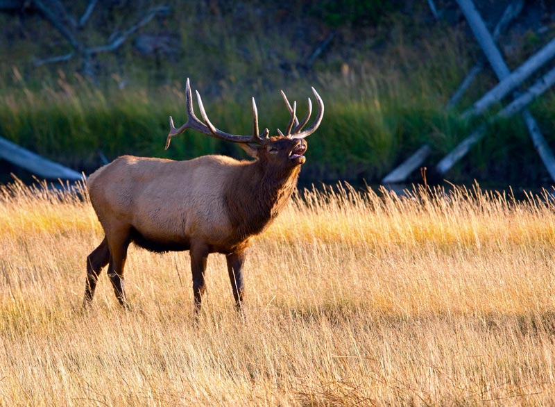 bull elk calls any challengers to a fight