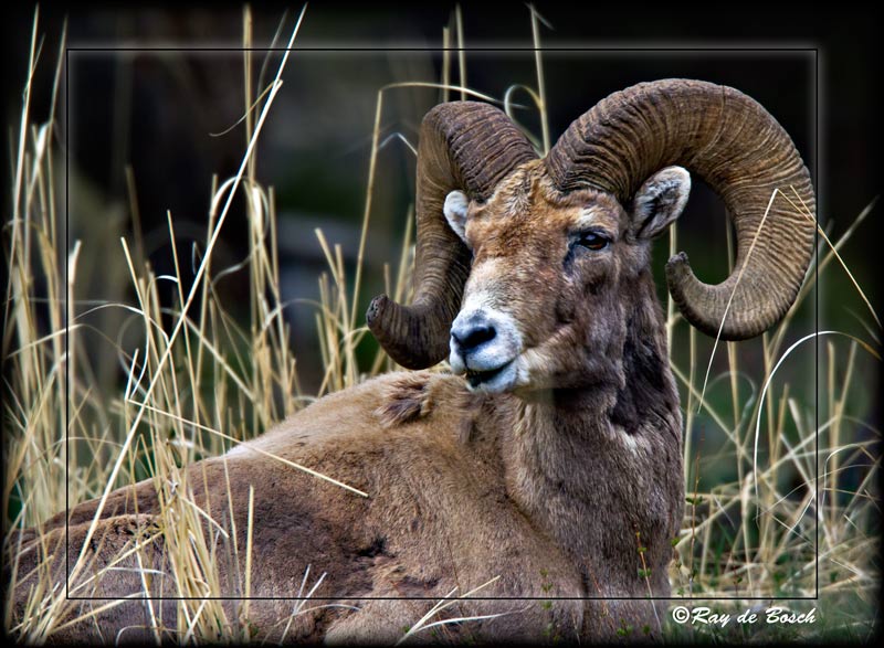 Bighorn Ram, MT