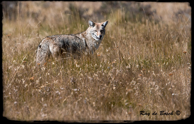 Coyote, Yellowstone, WY