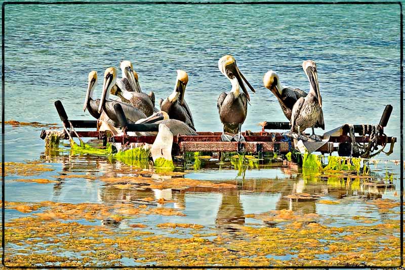 Pelican pow wow
