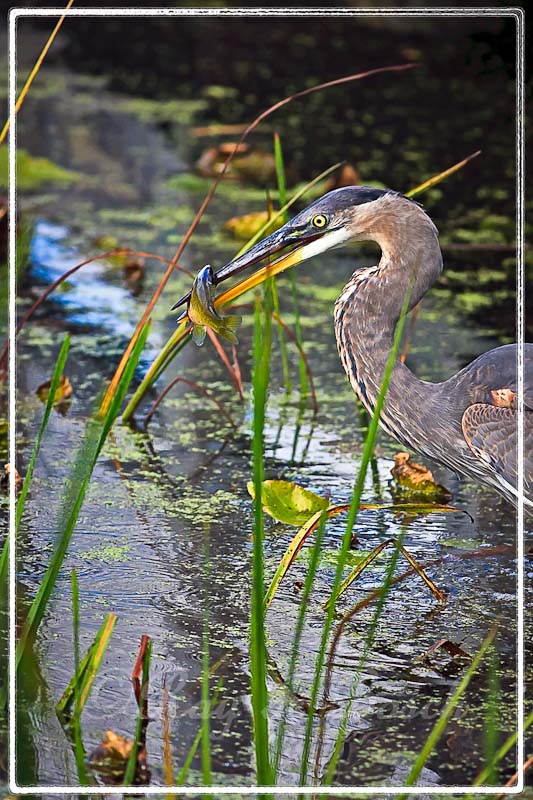  got lunch!...a great blue heron at Kensington