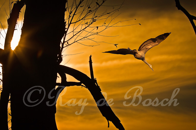 A lone sandhill crane at Haenhle Sanctuary, MI