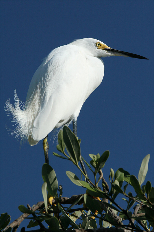snowy egret