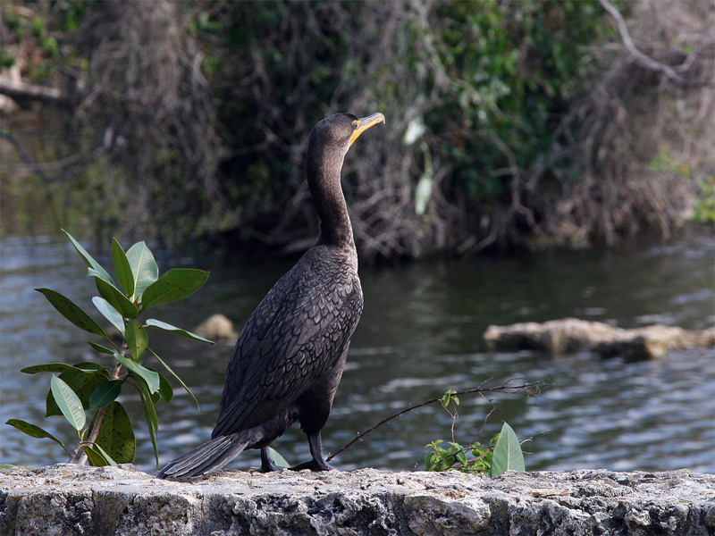 Cormorant 1