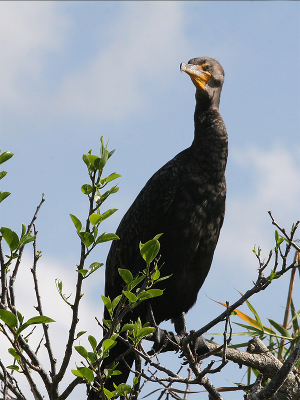 Cormorant looking for fish...