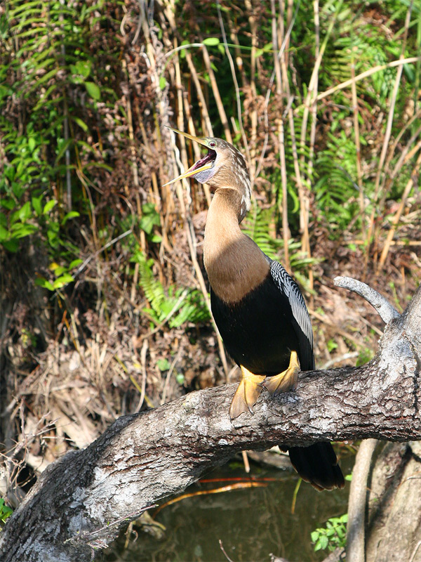 Anhinga sing...a