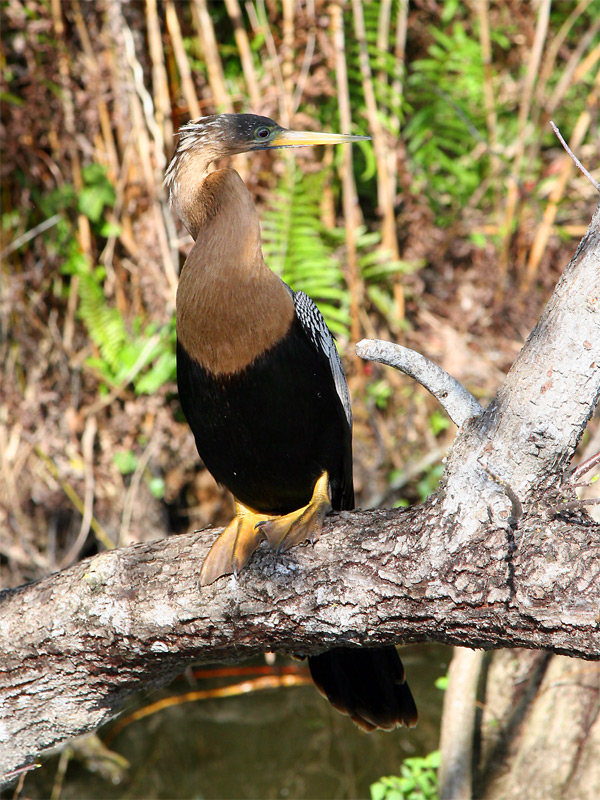 Anhinga2