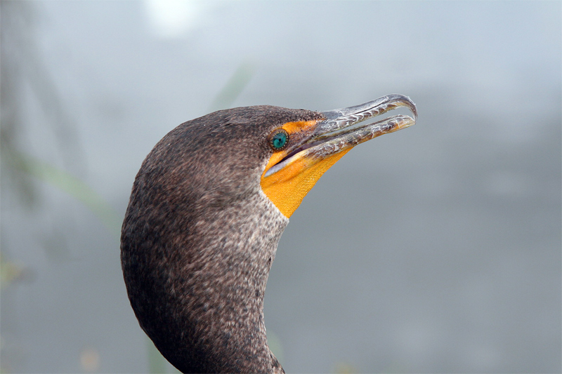 Cormorant portrait