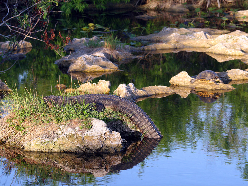 Alligator and turtle...they get along fine