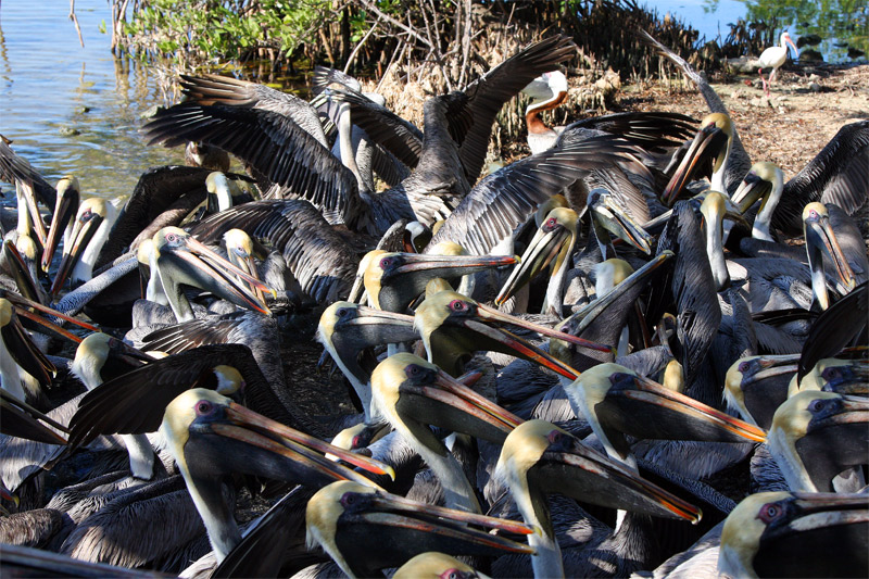 Pelican feeding frenzy