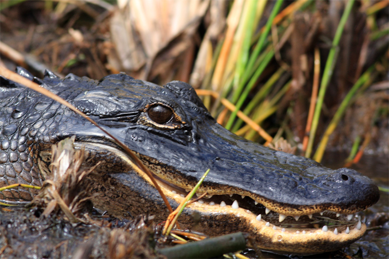 Mr. Alligator portrait