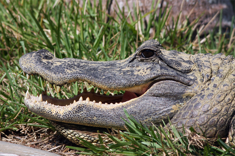 Mr. Alligator