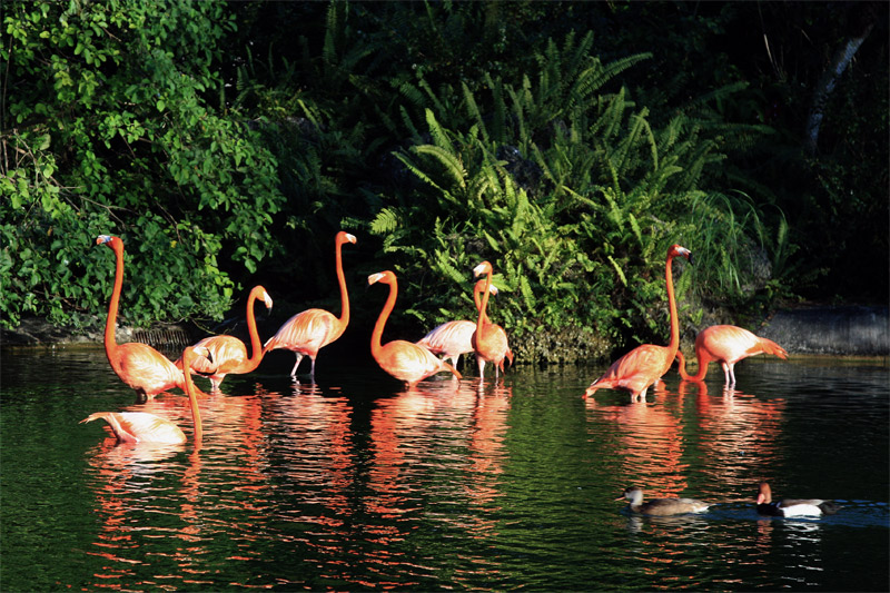 flamingo pow wow