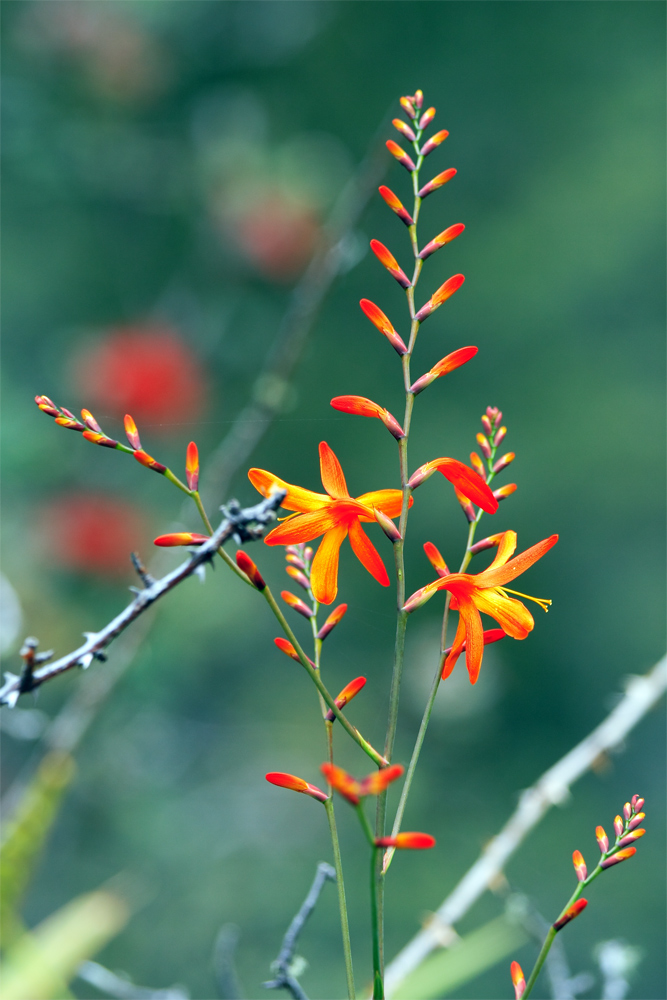 flower growing on lava rock, Hilo, HI