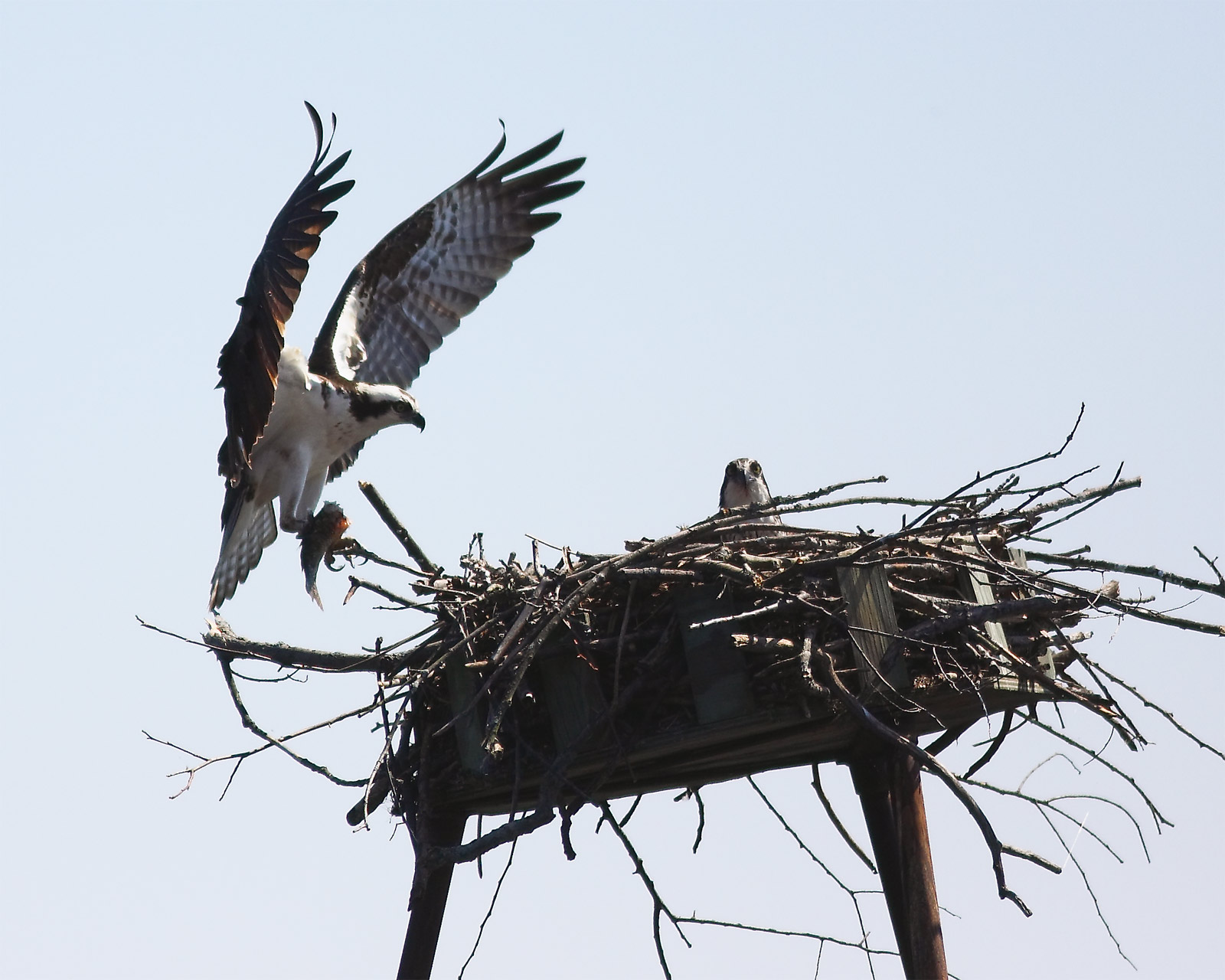 lunch delivery