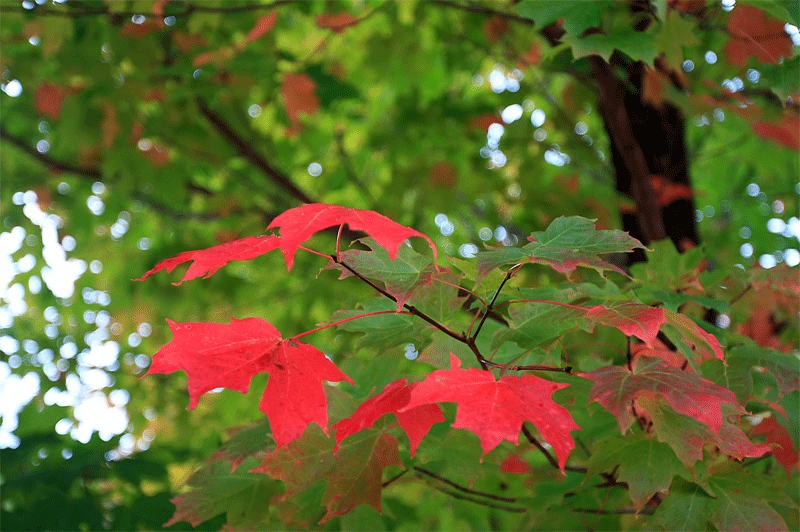 Maple leaves in the Fall
