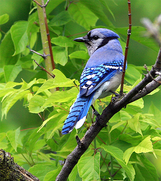 Bluejay display, MI