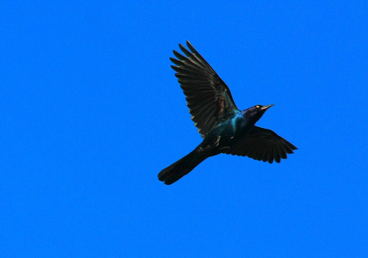 Common Grackle