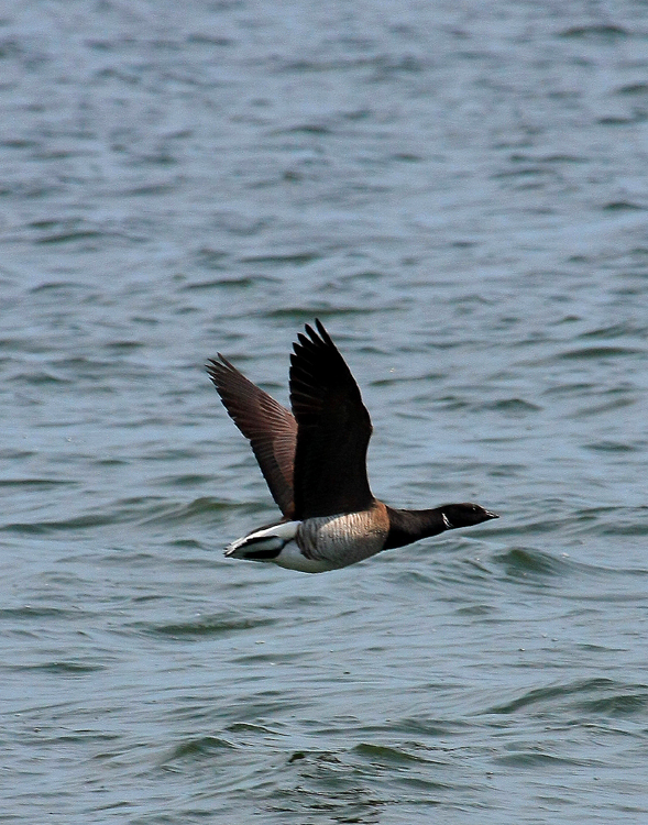 Brant Goose
