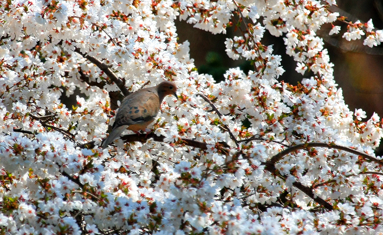 Mourning Dove