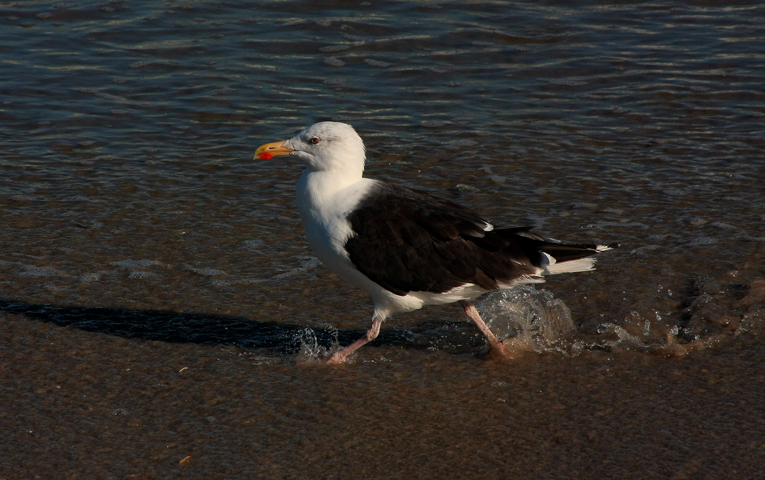 Great Black-backed Gull