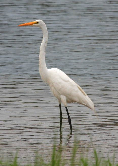 Great Egret