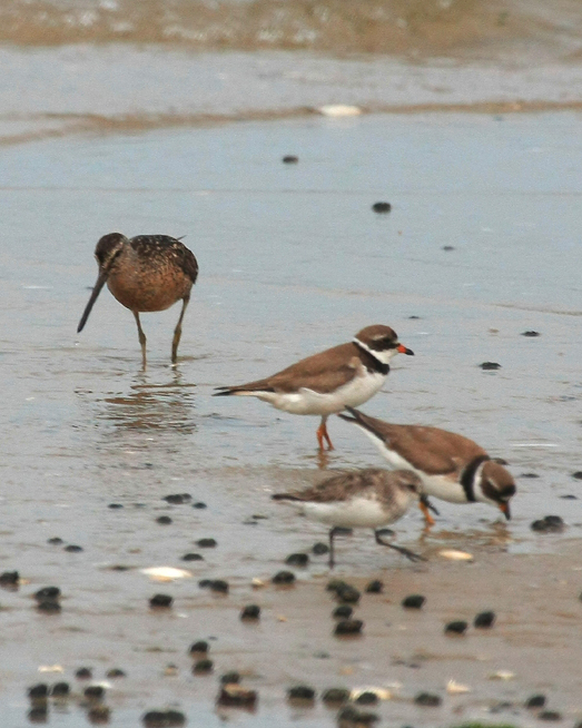 Semi-palmated Plovers & Short-billrd Dowitcher