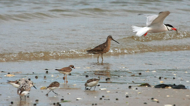 Sanderling, Semi-palmated Plover, Short-billed Dowitcher & Common Tern