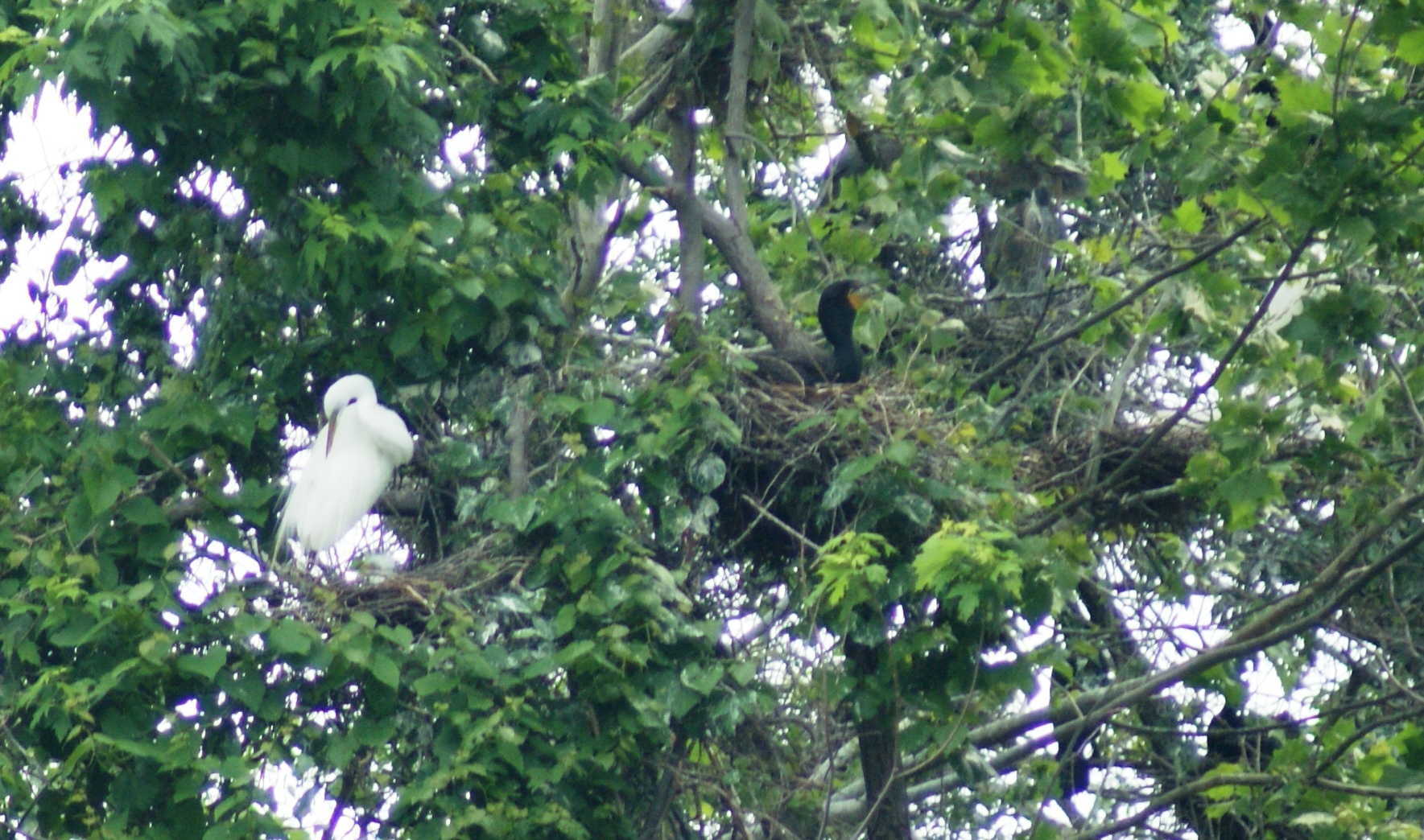 white egrets and cormorants nesting close