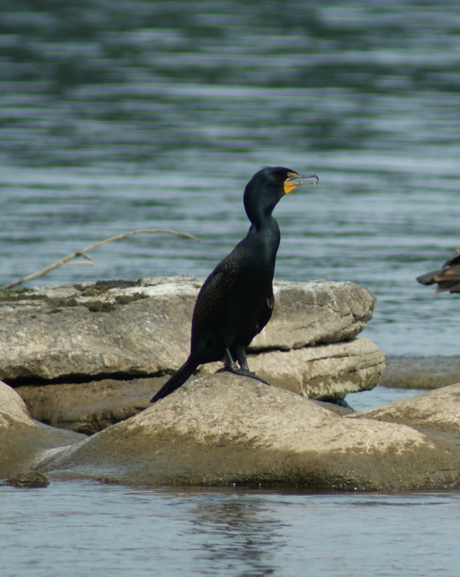 Cormorants rock!