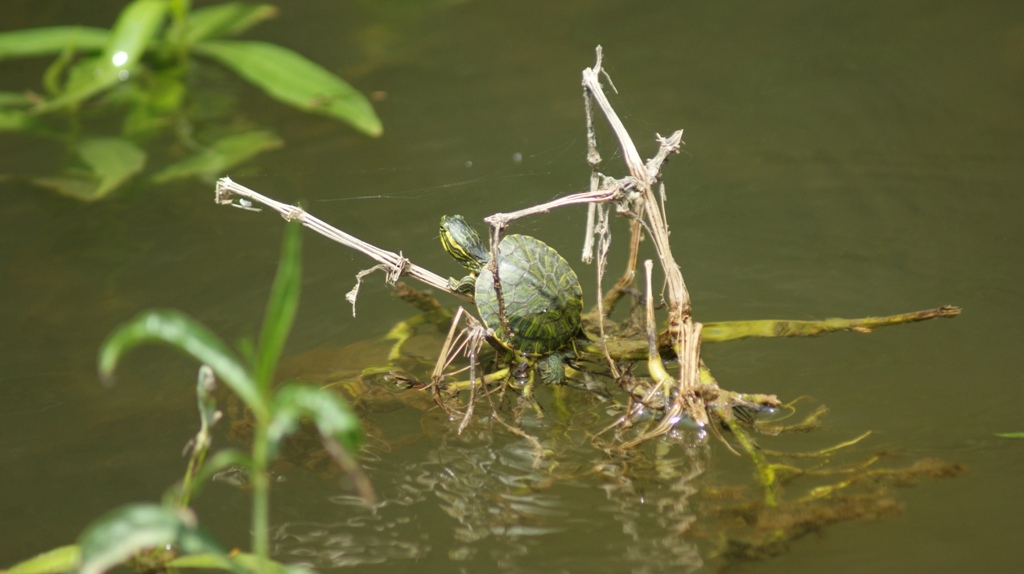 baby turtle