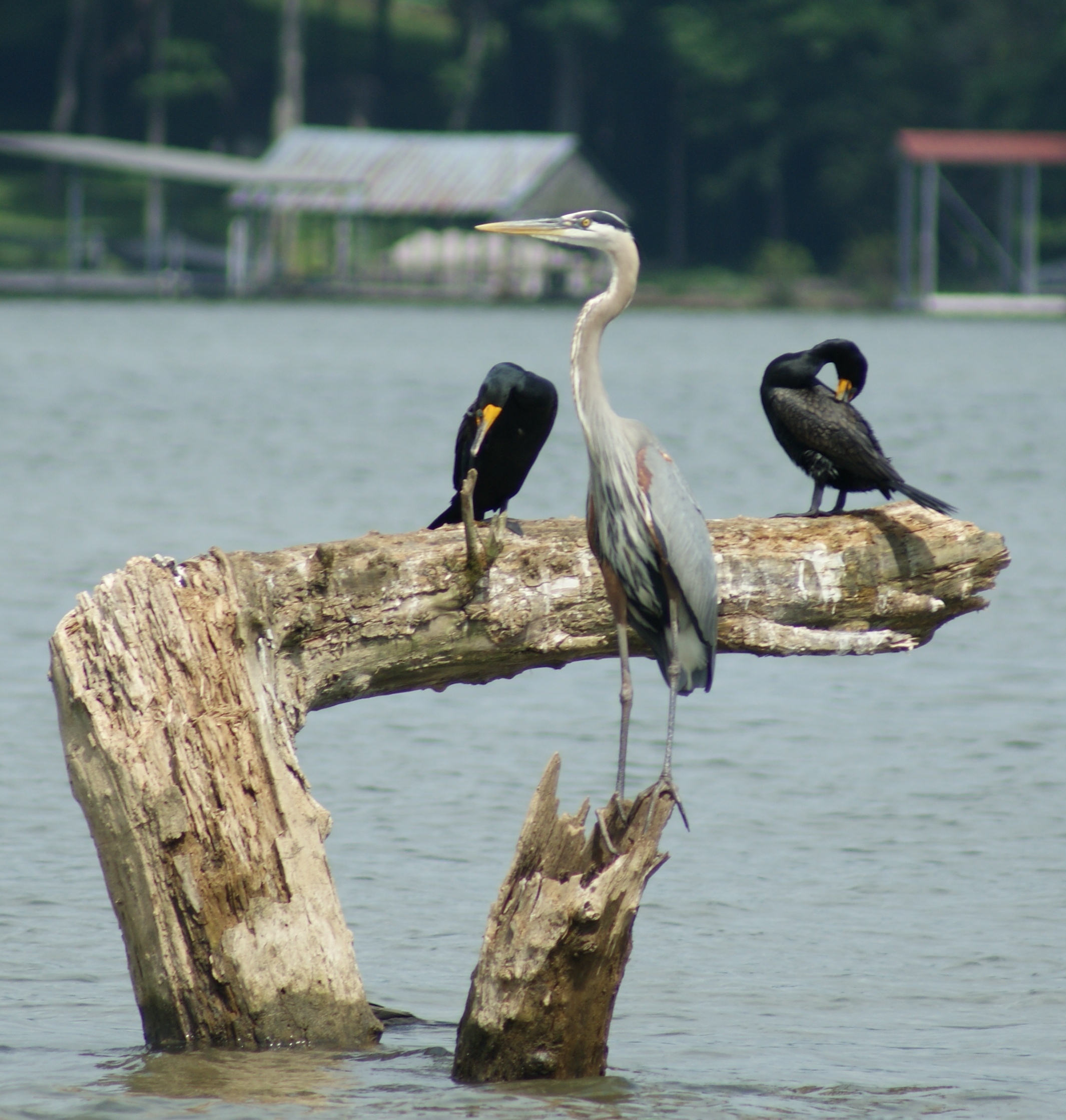 Cormorants and Great Blue Heron