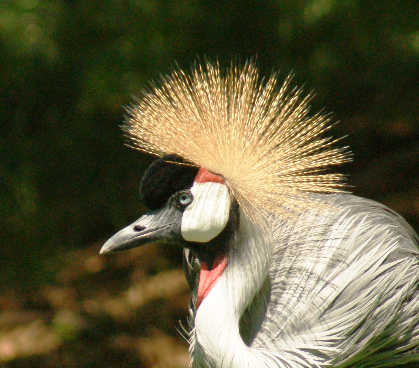 African Crowned Crane2.JPG