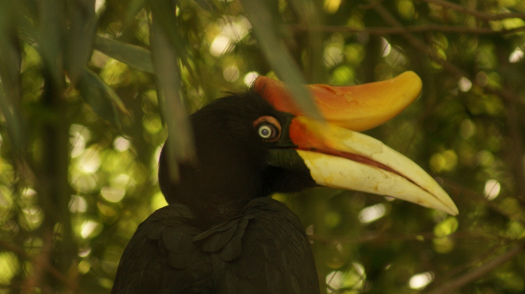Rhinocerous hornbill.JPG