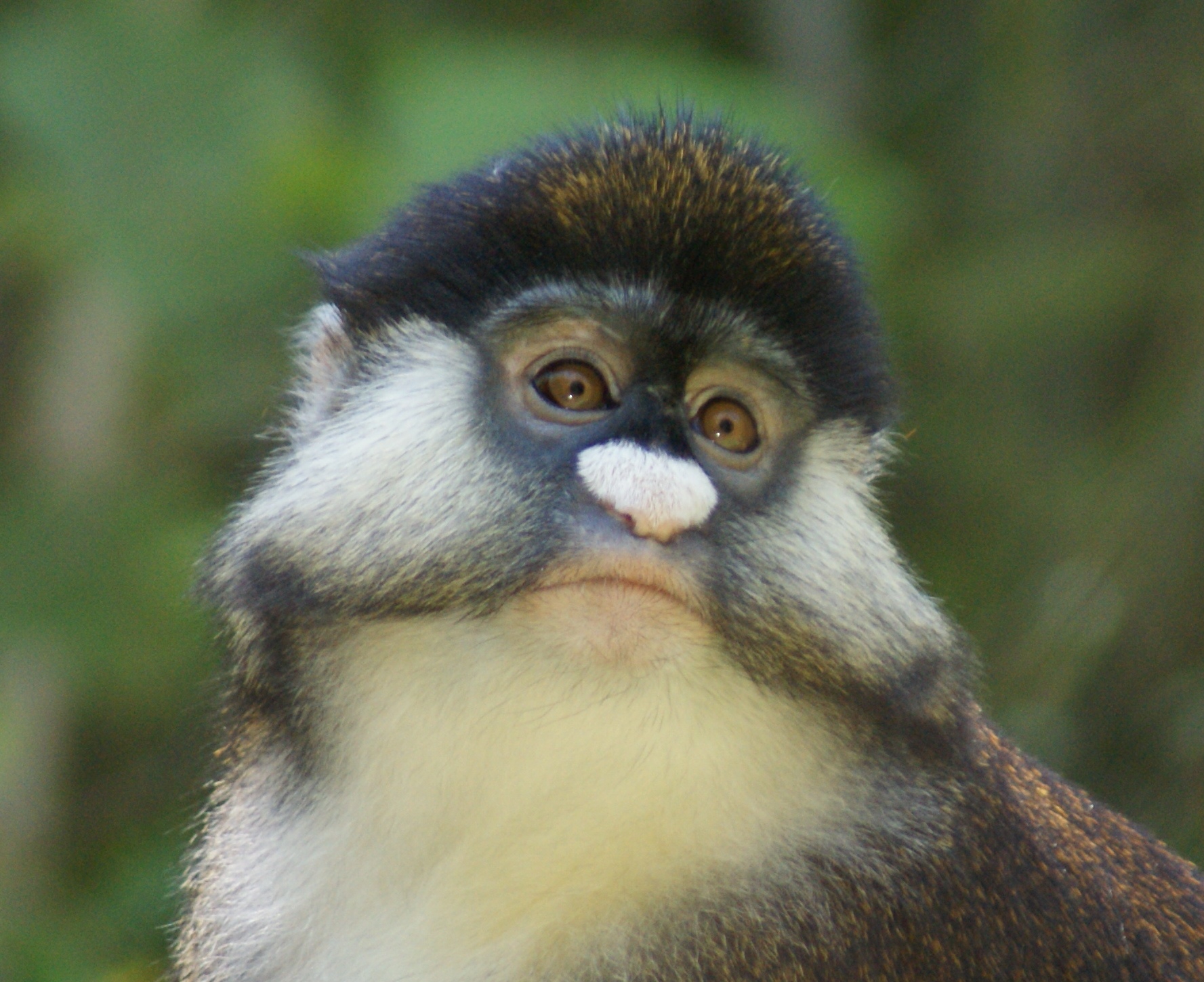 Schmidts Guenon