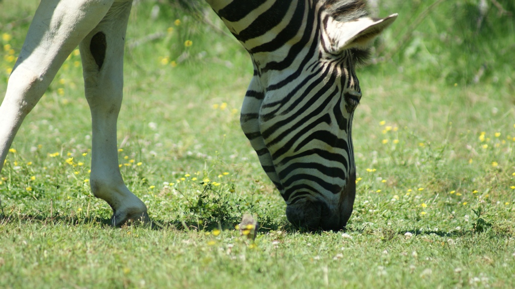 zebra 2.JPG