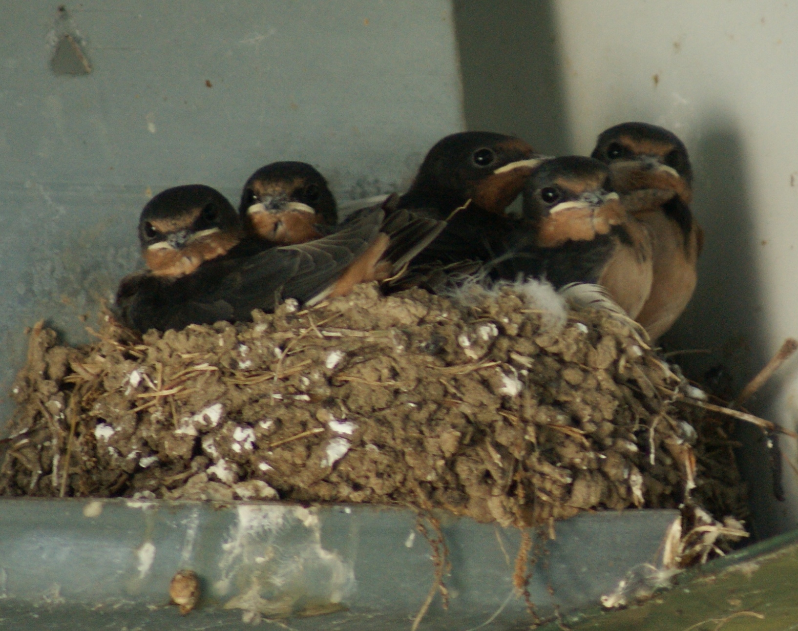 barn swallows babies