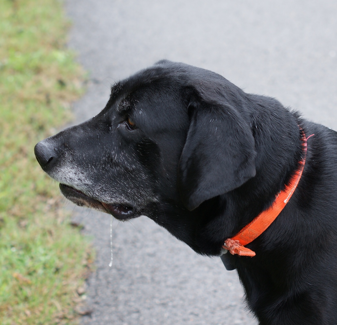 Old Dogs Drool!