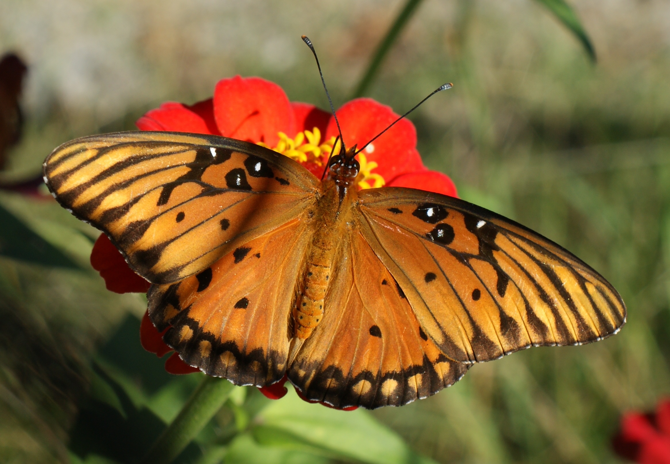 butterfly