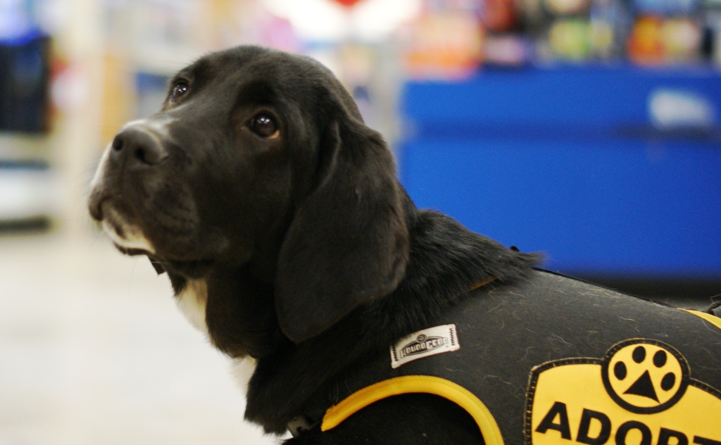 Champ ADOPTED