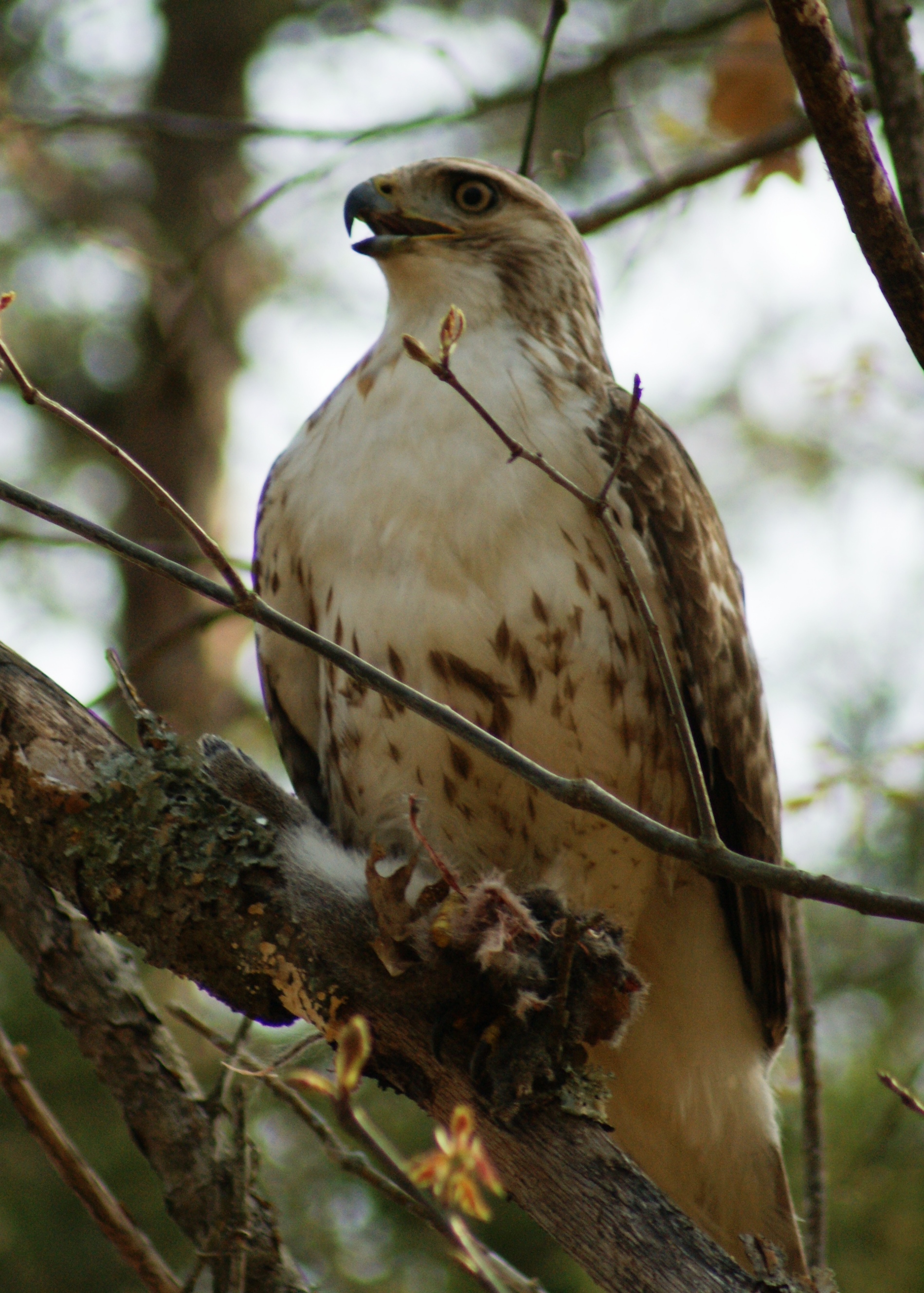 hawk with prey