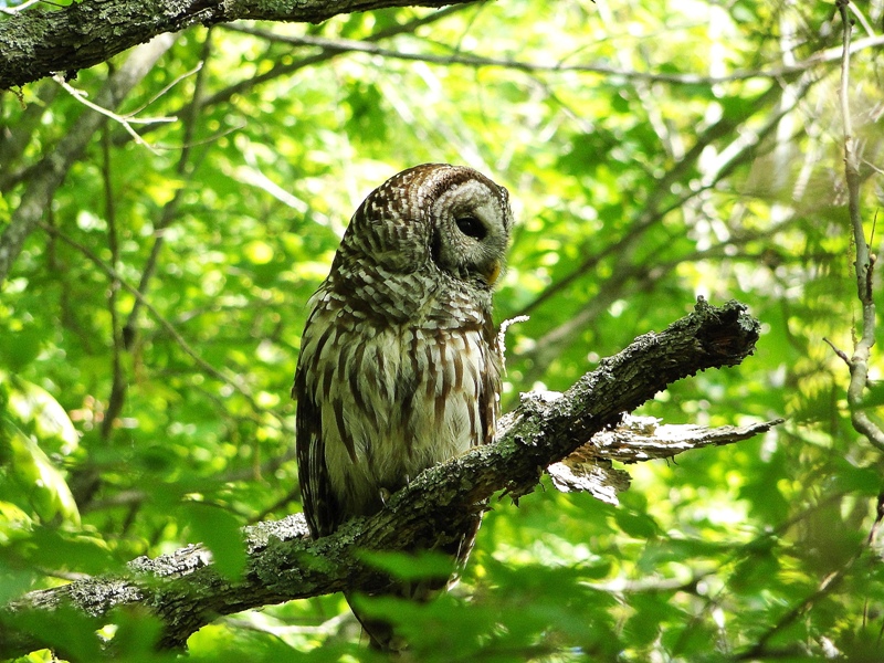 Barred Owl